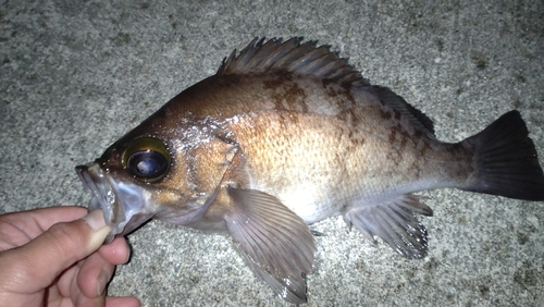 シロメバルの釣果