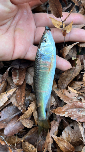 オイカワの釣果