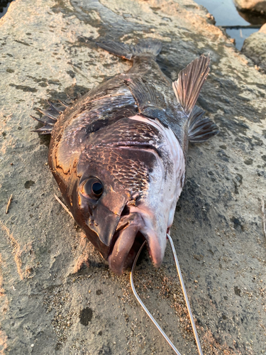 チヌの釣果