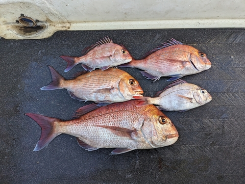 マダイの釣果