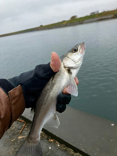 セイゴ（マルスズキ）の釣果