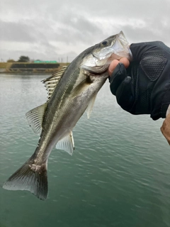 セイゴ（マルスズキ）の釣果