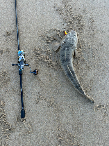 コチの釣果