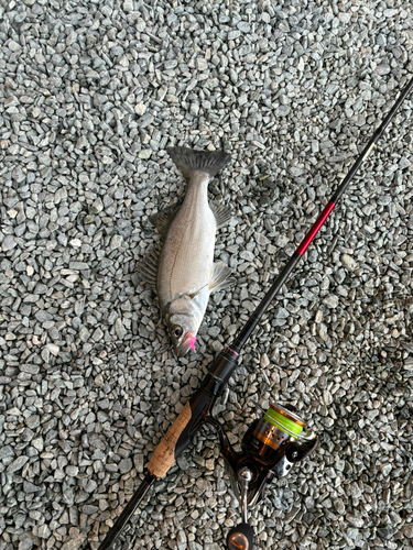 ヒラスズキの釣果