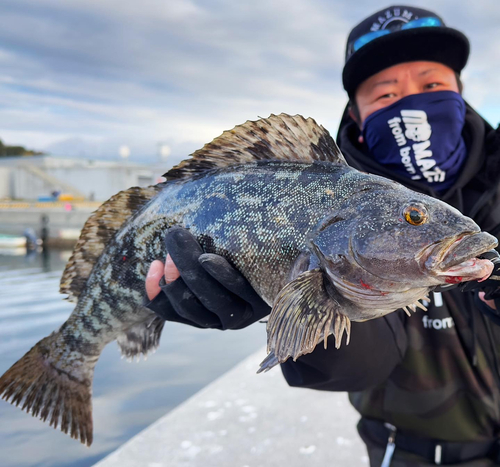 アイナメの釣果