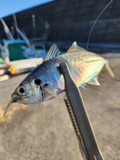 マアジの釣果