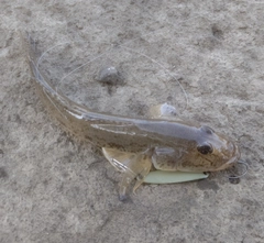 ハゼの釣果