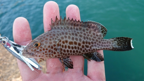 オオモンハタの釣果