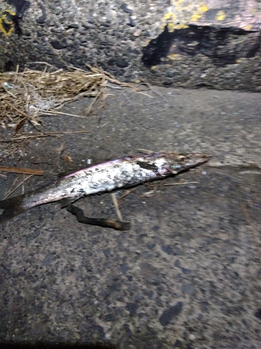 カマスの釣果