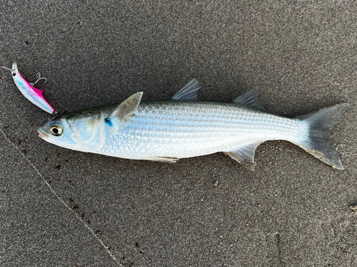 ボラの釣果