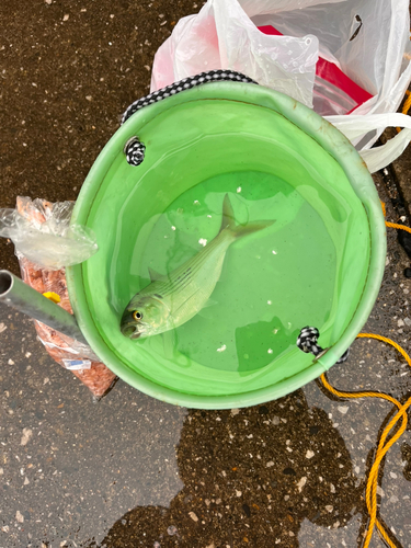 コノシロの釣果