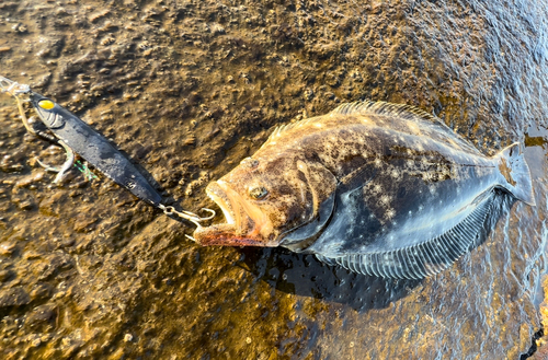 ヒラメの釣果