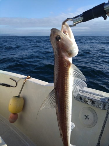 エソの釣果