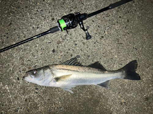 マルスズキの釣果