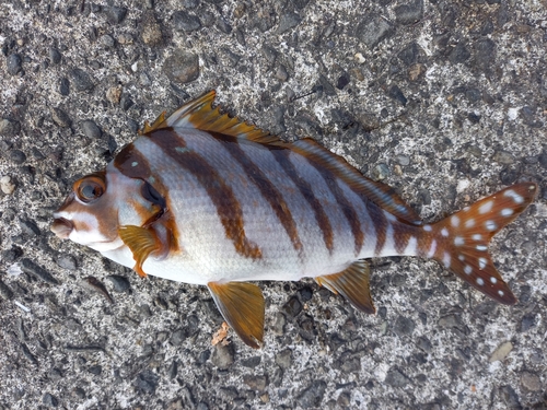 ヒダリマキの釣果