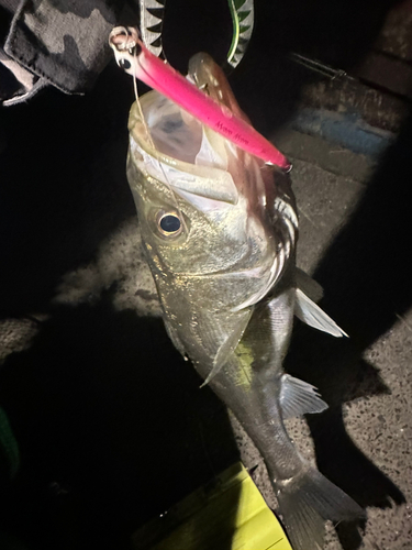 シーバスの釣果