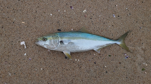 イナダの釣果