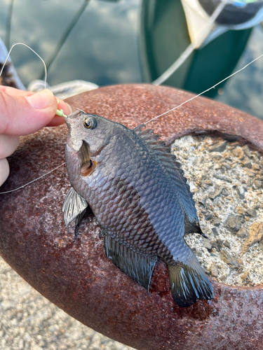 アナハゼの釣果