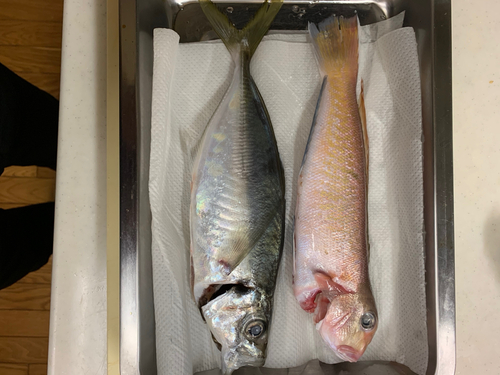 シロアマダイの釣果