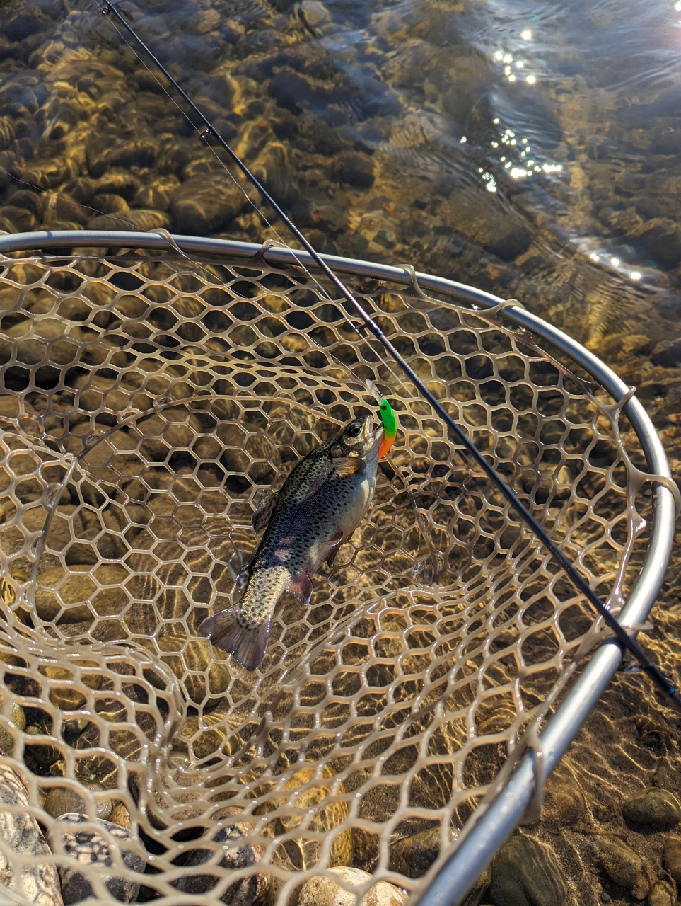 北方川釣り体験場マス釣り場で釣れたハゼの釣り・釣果情報