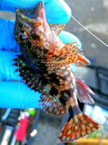 カサゴの釣果