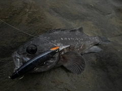 ソイの釣果