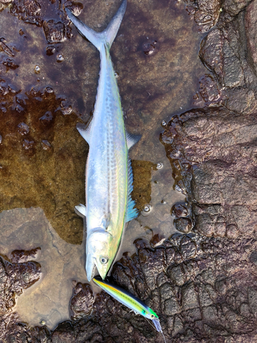 サゴシの釣果