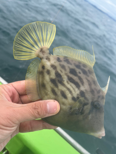 カワハギの釣果