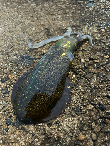 アオリイカの釣果