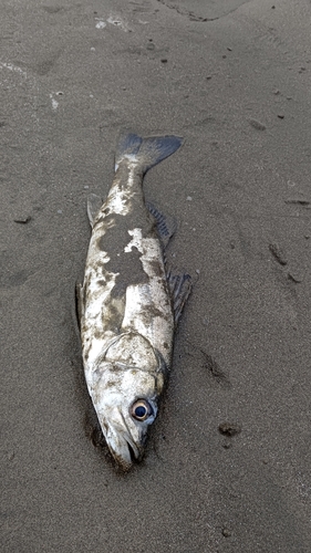 フッコ（マルスズキ）の釣果