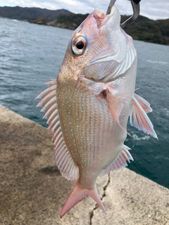 タイの釣果