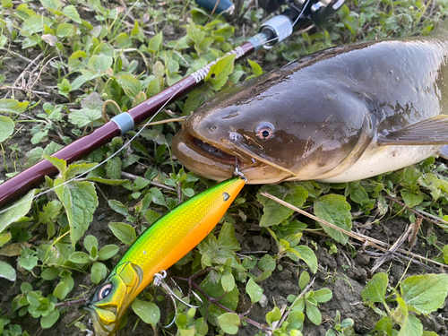 ナマズの釣果