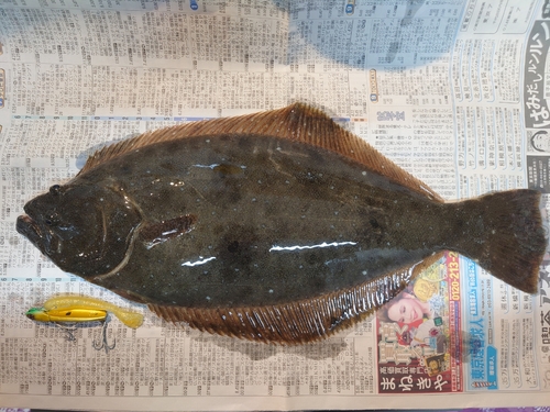 ヒラメの釣果