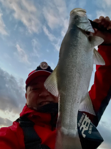 ヒラスズキの釣果