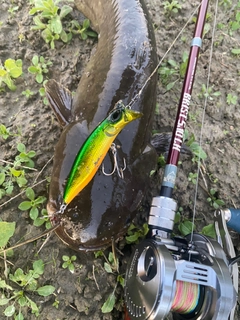 ナマズの釣果