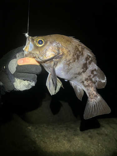 シロメバルの釣果