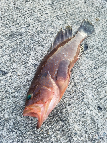 アコウの釣果