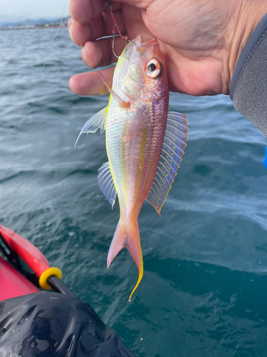 イトヨリダイの釣果