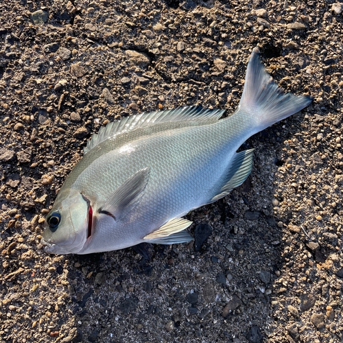 オナガグレの釣果