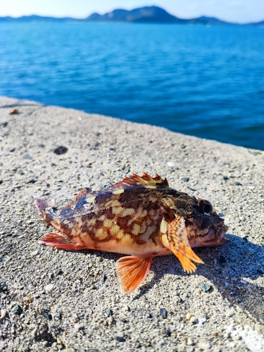 カサゴの釣果