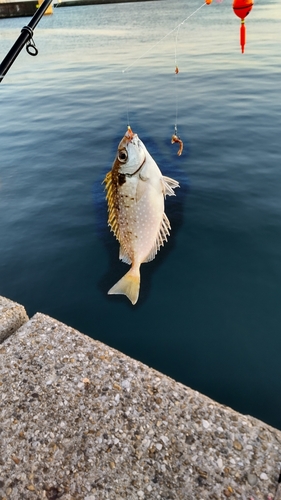 アイゴの釣果