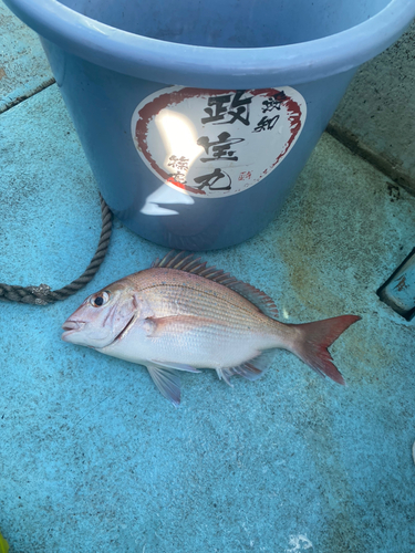 マダイの釣果