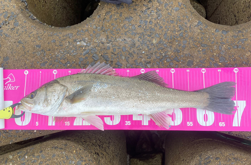 フッコ（マルスズキ）の釣果