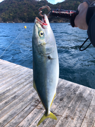 ハマチの釣果