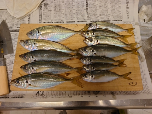 アジの釣果