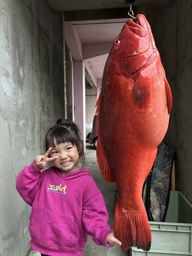 スジアラの釣果