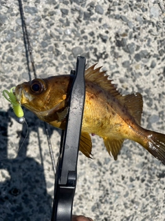 メバルの釣果