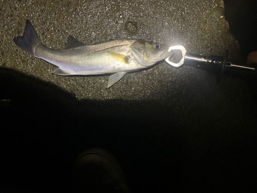セイゴ（マルスズキ）の釣果