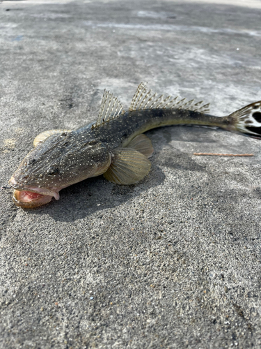 マゴチの釣果