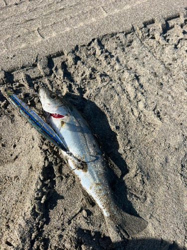 セイゴ（マルスズキ）の釣果